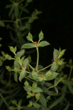 Euphorbia pithyusa RCP6-06 255.jpg